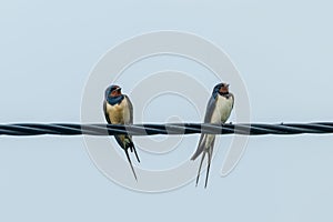 Barn SwallowÂ on a Wire Hirundo rustica